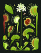 Venus flytrap print