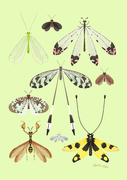 Neuroptera adults print