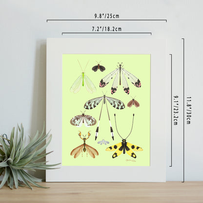 Neuroptera adults print