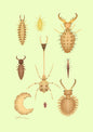 Neuroptera larvae print