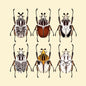 Goliath beetle print